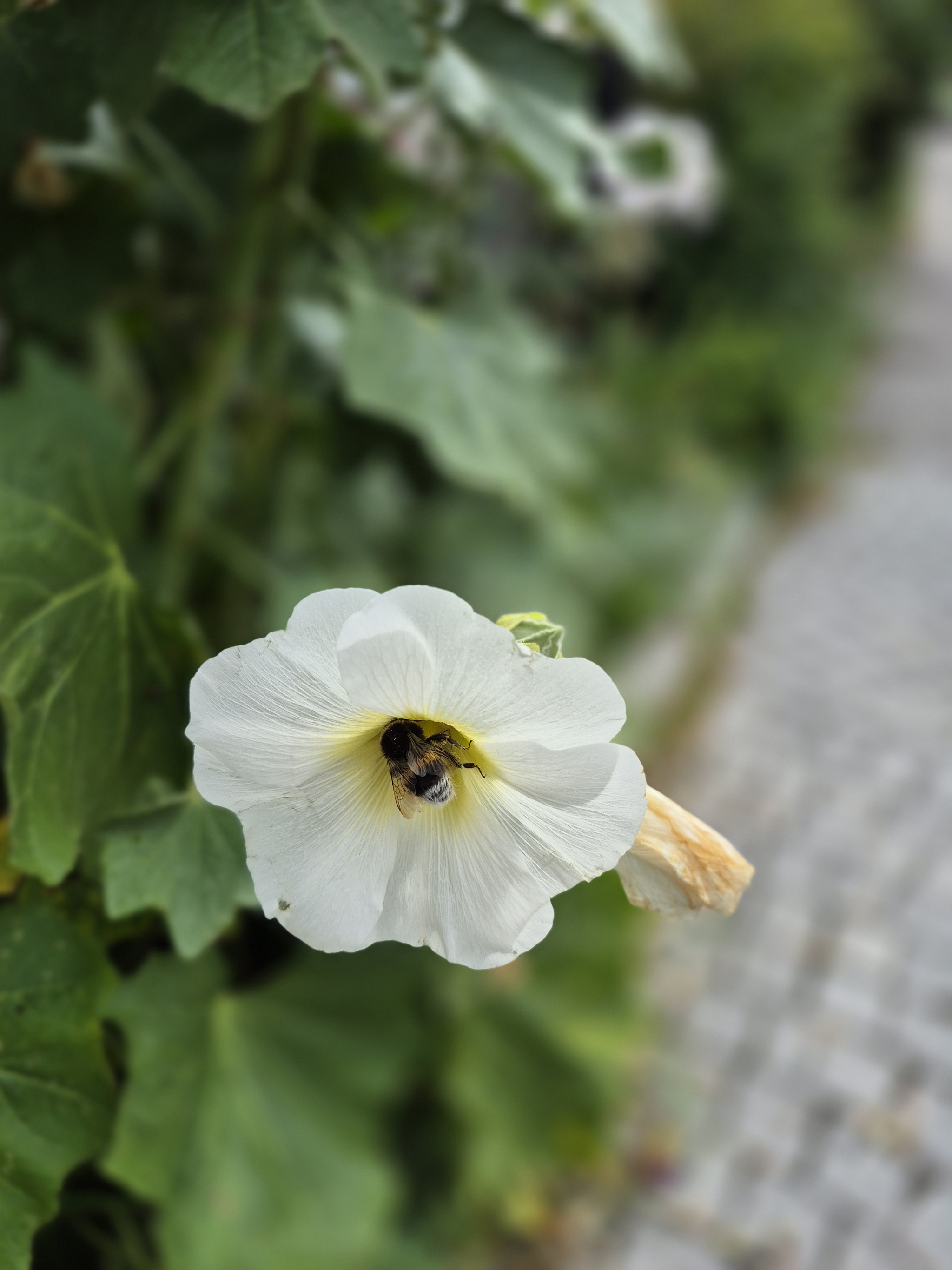 A bumblebee's butt, or maybe not a bumblebee's - My, Macro photography, Insects, Botany, Bloom, Kaliningrad region, Plants, Street photography, Mobile photography, Longpost