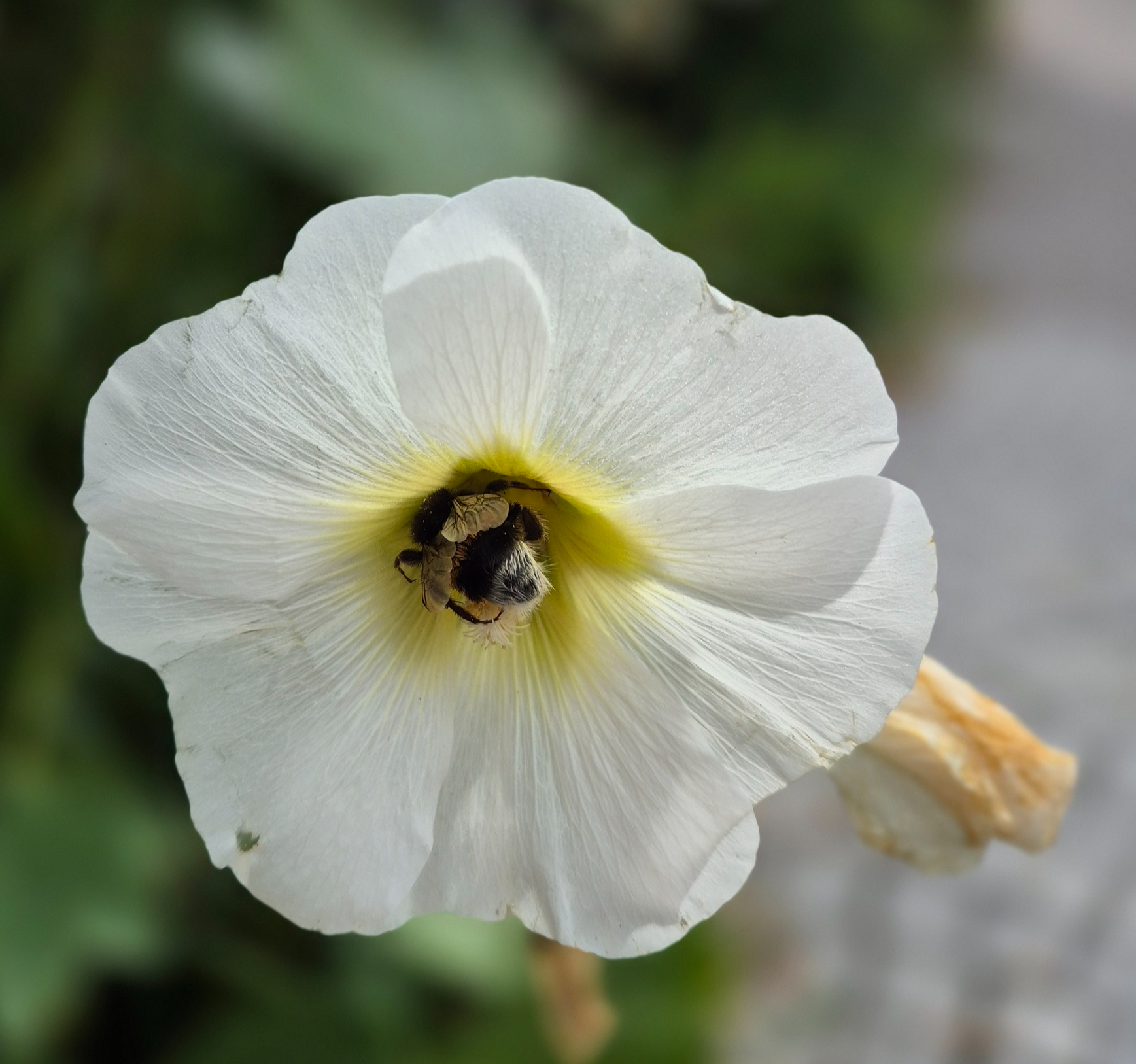 A bumblebee's butt, or maybe not a bumblebee's - My, Macro photography, Insects, Botany, Bloom, Kaliningrad region, Plants, Street photography, Mobile photography, Longpost