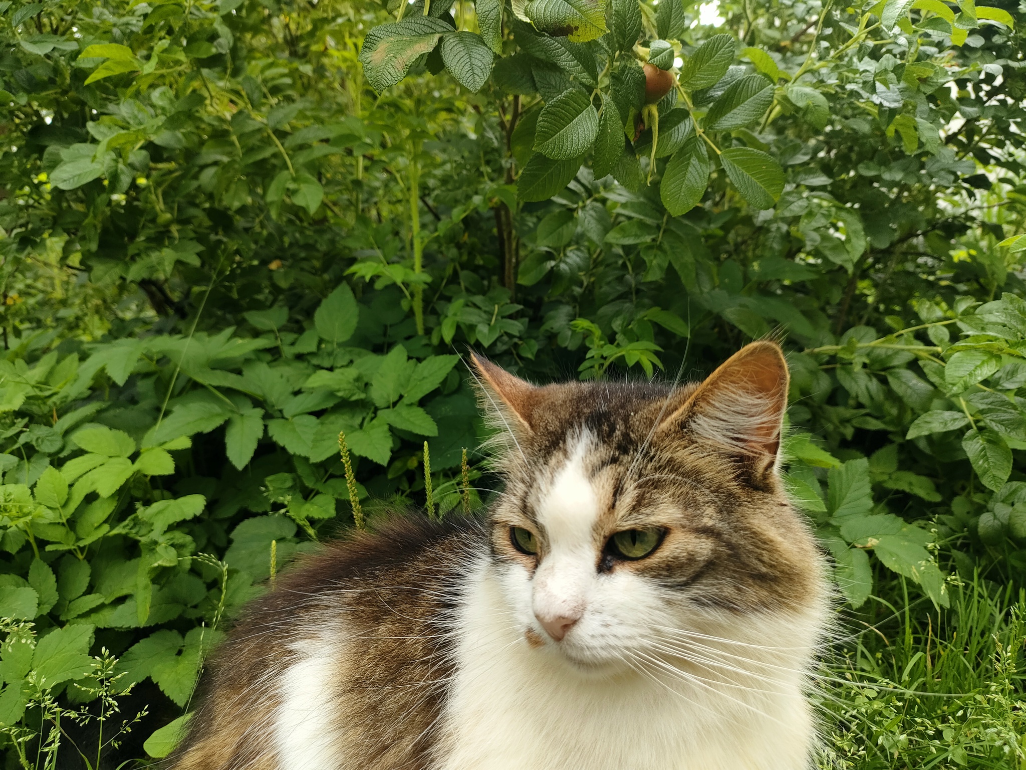 A photo series titled Mushka the Cat and Her Fluffiness. July Suburban Vibe - My, Animals, cat, Milota, Homeless animals, Memes, Meow, Fat cats, Purring, Funny animals, Lick, Volunteering, beauty, Helping animals, Cat family