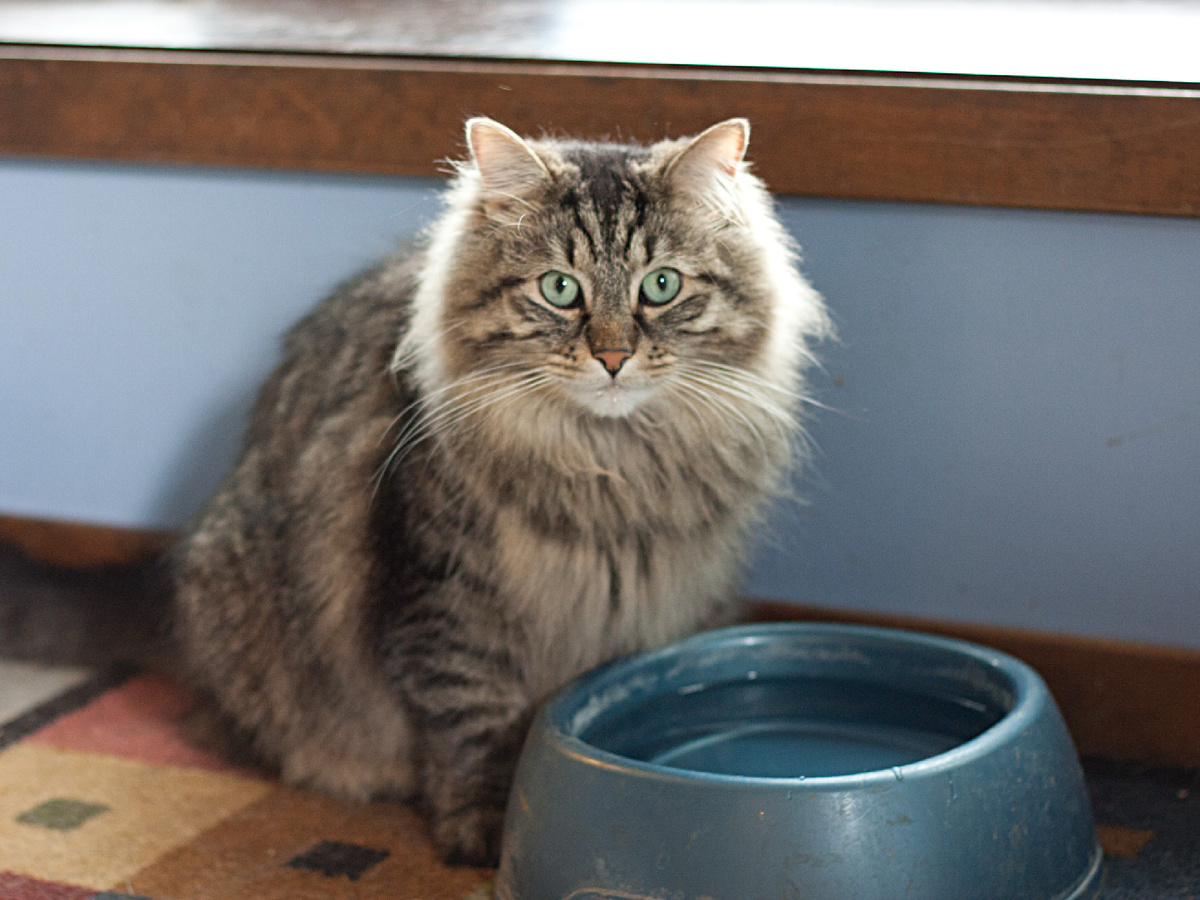 What Cats Most Often Leave: 8 Enemies of Feline Longevity - cat, Mammals, Predatory animals, Pets, Animals, Wild animals, Zen, Yandex Zen, Yandex Zen (link), Longpost