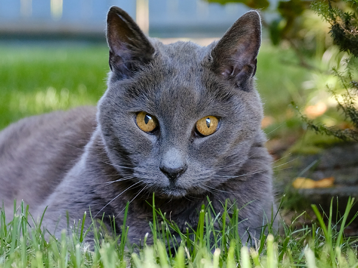 What Cats Most Often Leave: 8 Enemies of Feline Longevity - cat, Mammals, Predatory animals, Pets, Animals, Wild animals, Zen, Yandex Zen, Yandex Zen (link), Longpost