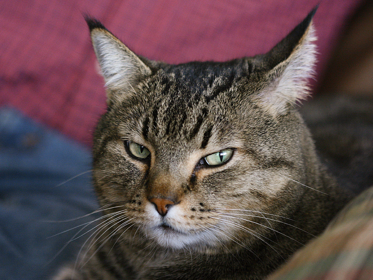 What Cats Most Often Leave: 8 Enemies of Feline Longevity - cat, Mammals, Predatory animals, Pets, Animals, Wild animals, Zen, Yandex Zen, Yandex Zen (link), Longpost