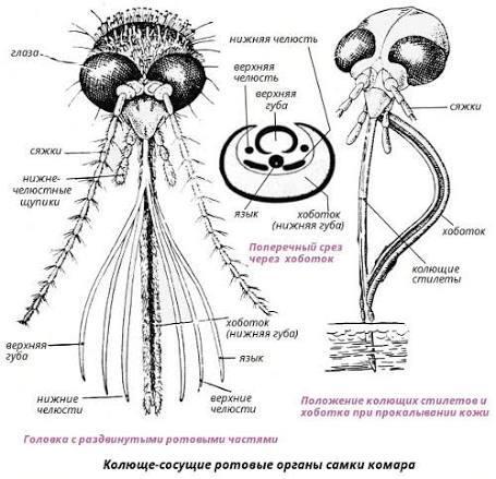 If you want to invent a fantasy monster, use an insect as a basis, you can’t go wrong. - Mosquitoes, Biology, Insects