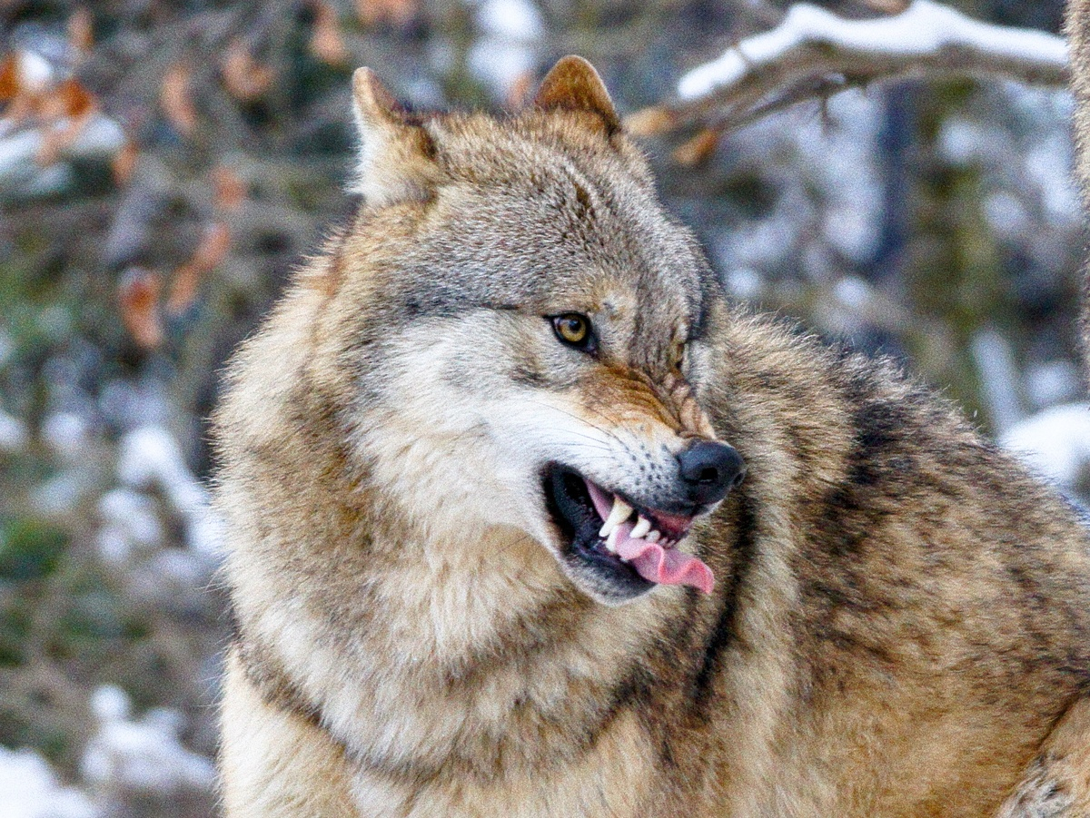 5 Unique Features of Wolves That Make Them Stronger Than Dogs - Wolf, Predatory animals, Mammals, Animals, Wild animals, Dog, Zen, Yandex Zen, Yandex Zen (link), Longpost