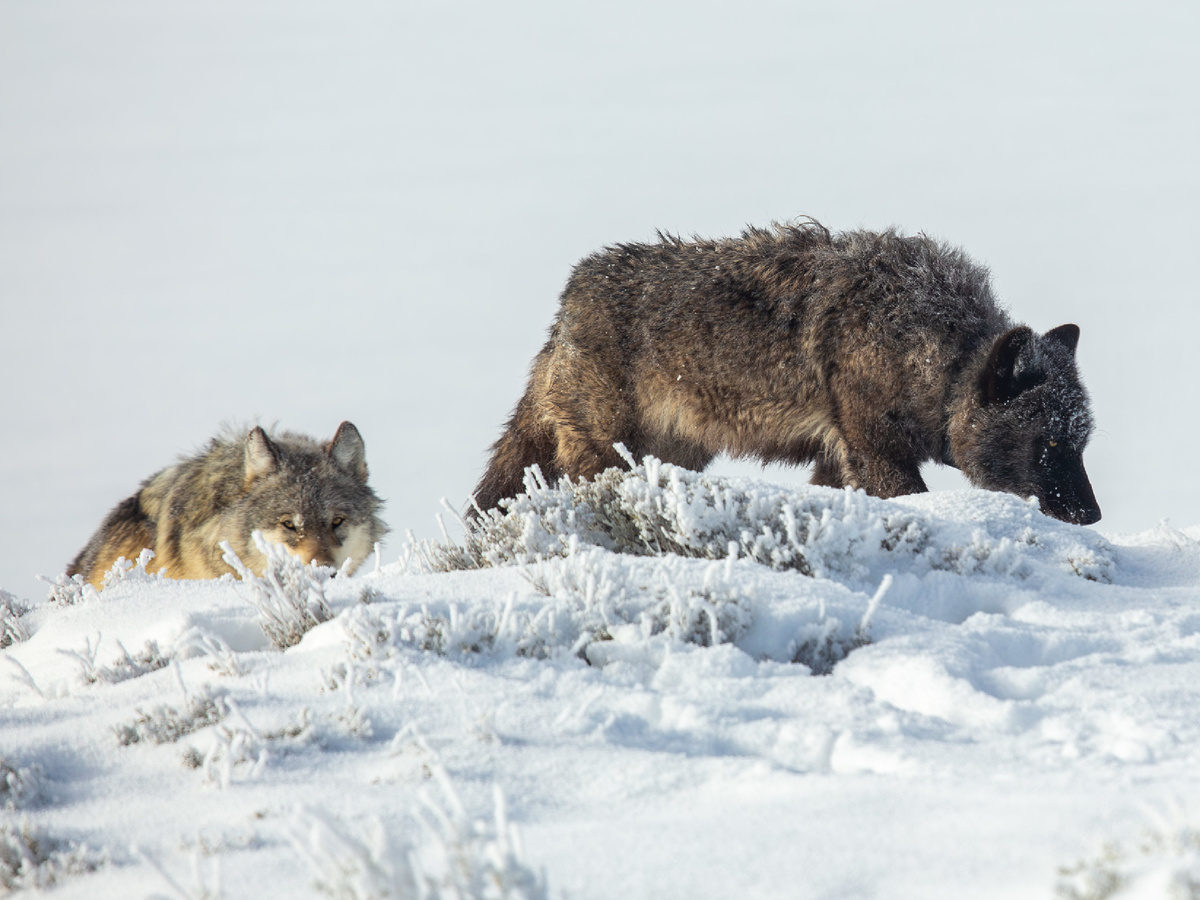 Continuation of the post 5 Unique Features of Wolves That Make Them Stronger Than Dogs - Wolf, Predatory animals, Mammals, Animals, Wild animals, Dog, Zen, Yandex Zen, Yandex Zen (link), Reply to post, Longpost