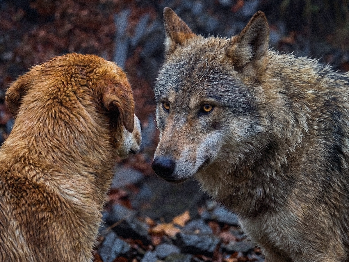 Continuation of the post 5 Unique Features of Wolves That Make Them Stronger Than Dogs - Wolf, Predatory animals, Mammals, Animals, Wild animals, Dog, Zen, Yandex Zen, Yandex Zen (link), Reply to post, Longpost