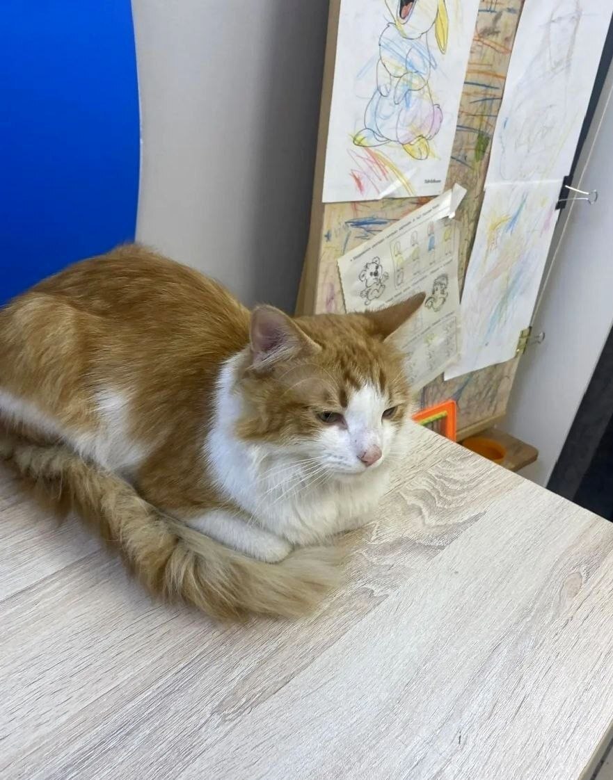 Cat from the pick-up point - cat, Moscow, In good hands, Help, No rating, Longpost