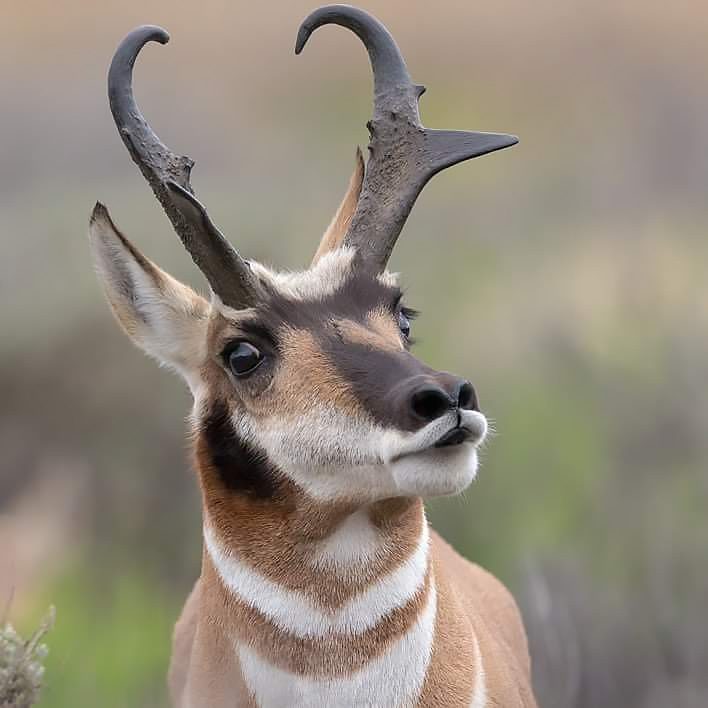 School Facts: Pronghorn Bonus - Series School facts, My, Biology, Informative, Facts, Nature, Animals, Nauchpop, In the animal world, Amazing, Astonishment, Mammals, Ungulates, Video, Short videos, Longpost