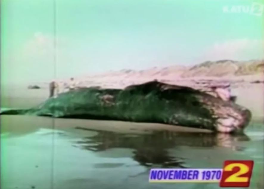 The 1970 Oregon Blow Up the Whale is the most epic failure that ranks among human stupidity! - Whale, Explosion, Ocean, Nature, Error, People, Longpost