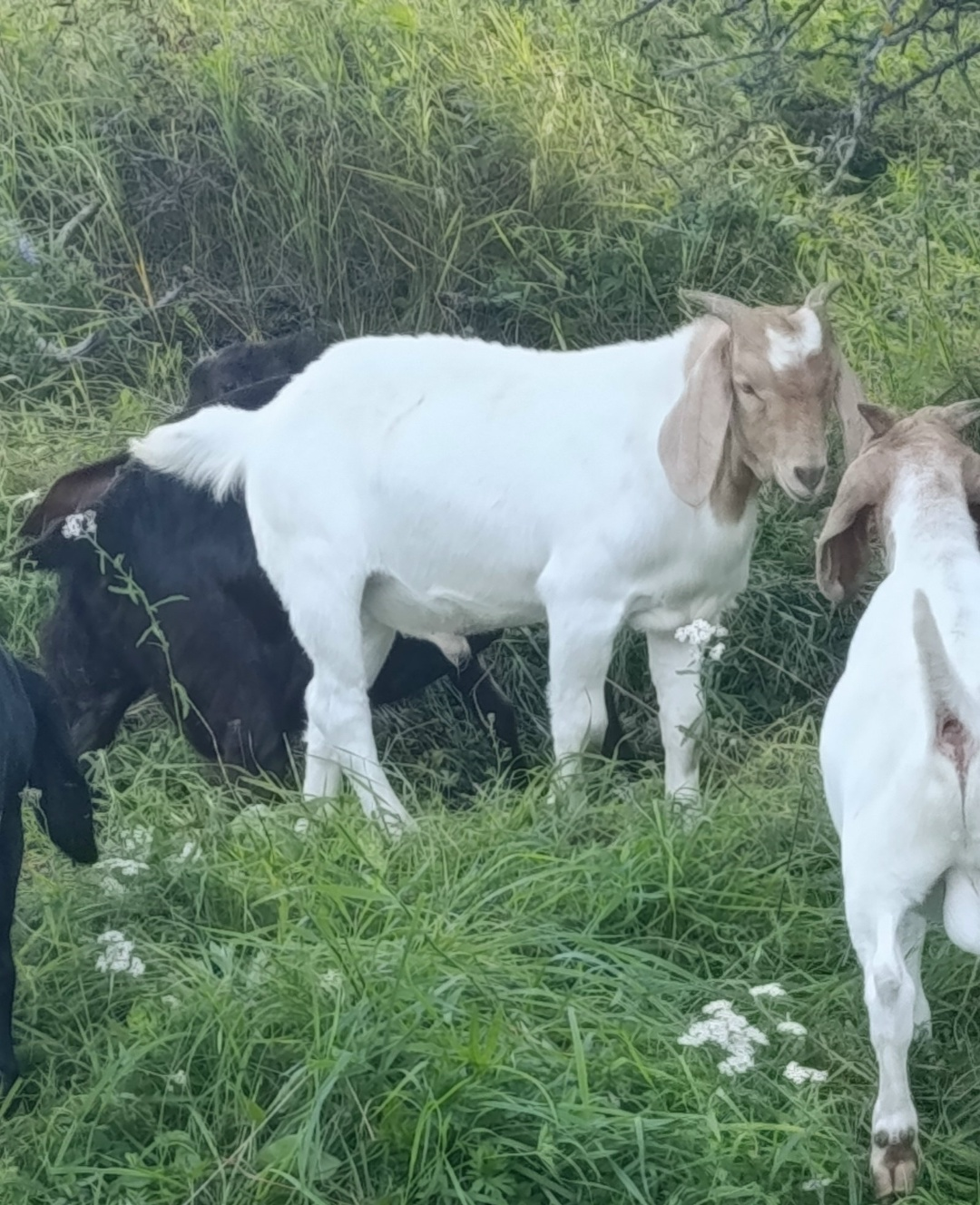A displaced person by force - My, Village, Own farm, Animals, Kid, Goat