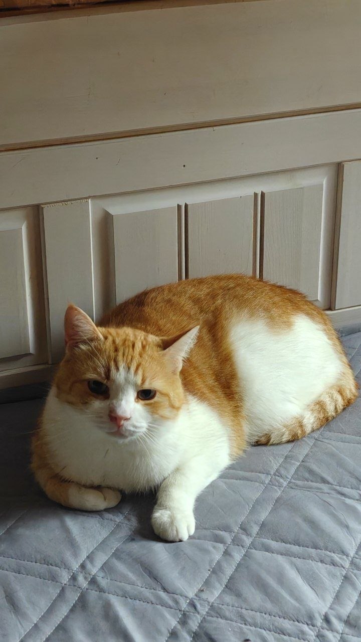 Before and after. The cat Soplya, whom I found at the dachas in winter. - My, cat, Animal Rescue, Helping animals, Dacha, Animals, Pets, Longpost