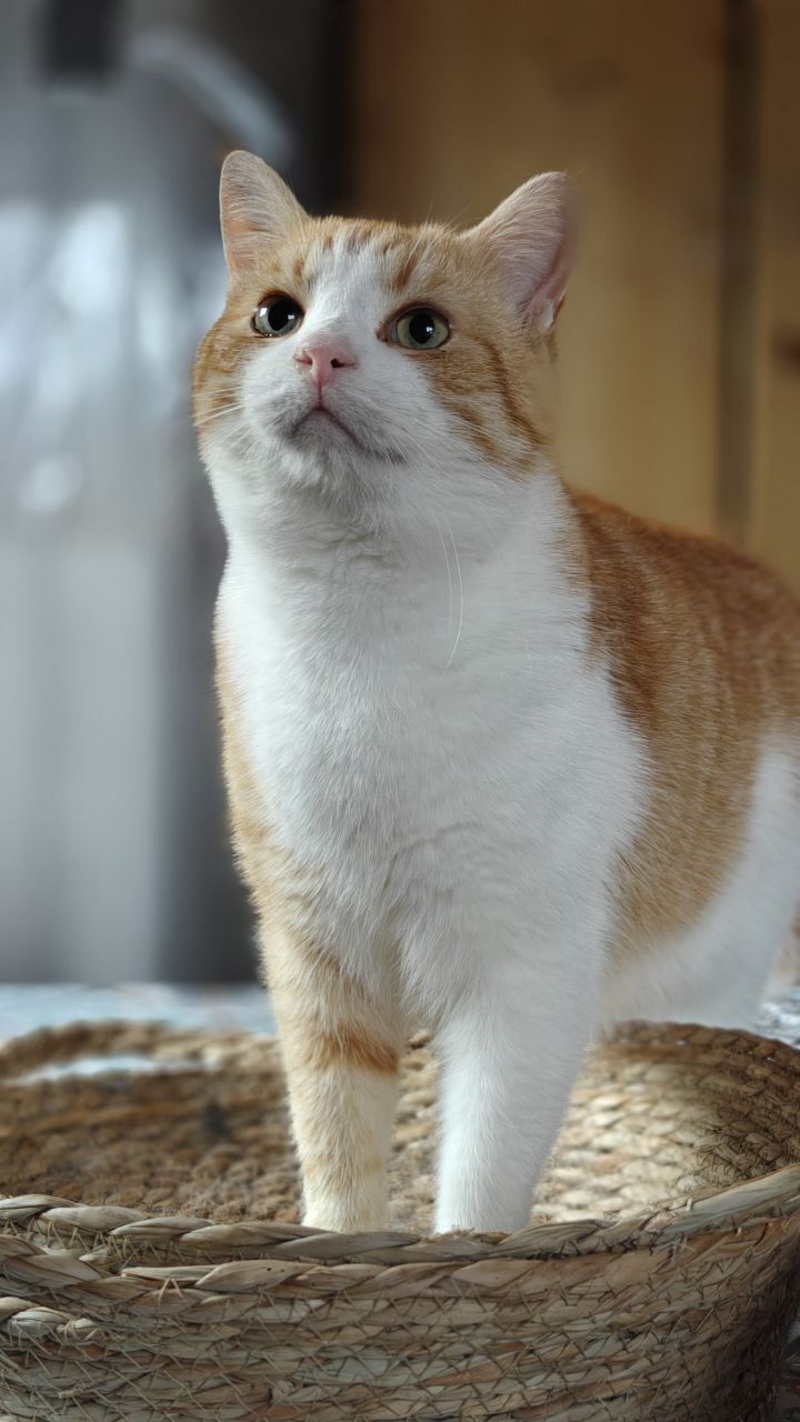 The faces of cats rescued mainly from summer cottages, who live with me - My, Helping animals, cat, Animal Rescue, Dacha, Animals, Pets, Longpost