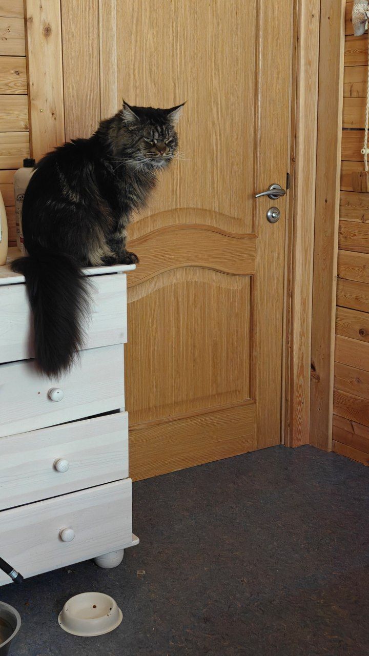Before and after. Maine with dachas - My, cat, Animal Rescue, Helping animals, Dacha, Maine Coon, Longpost