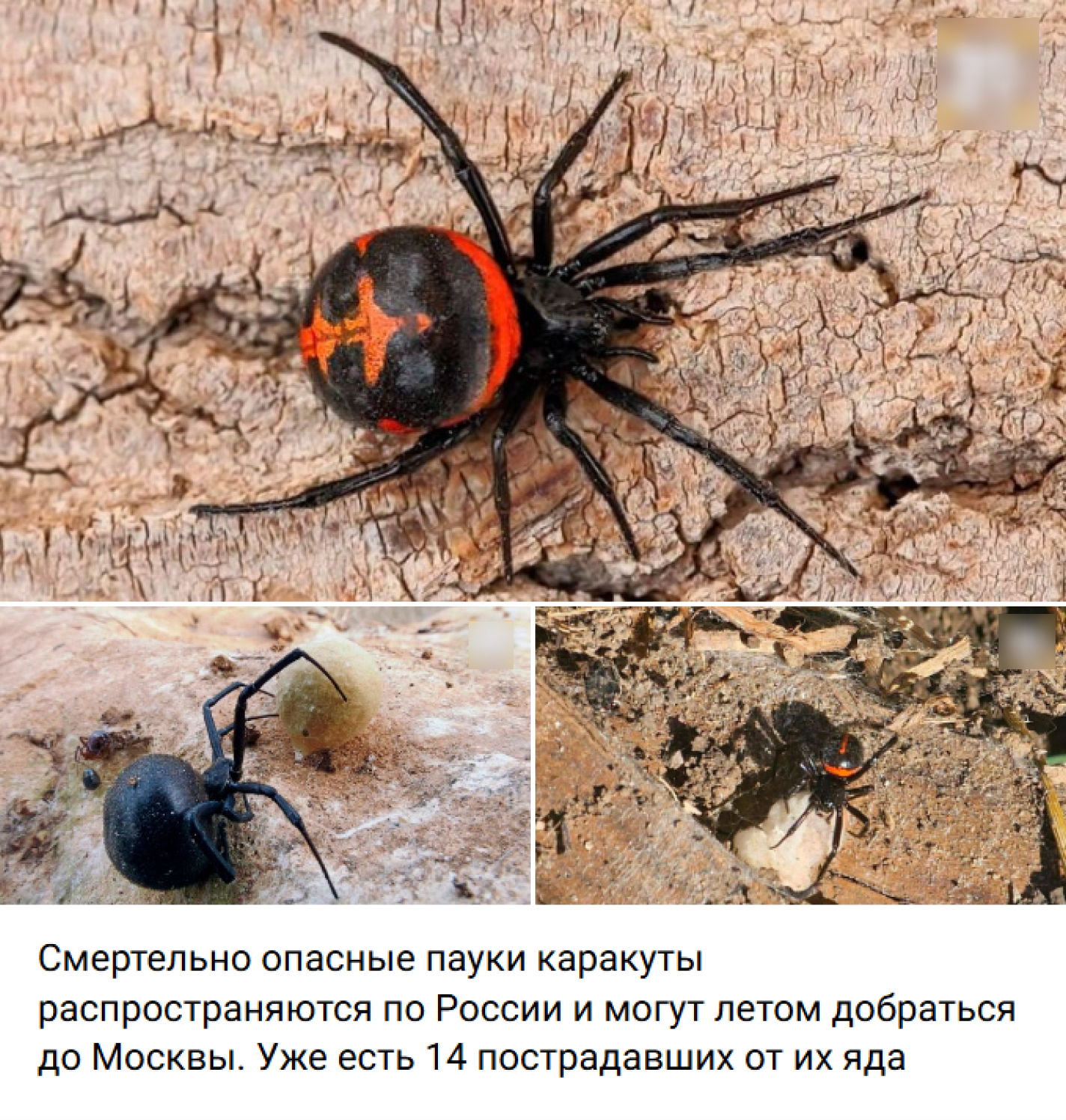 Deadly black widow spiders will soon reach Moscow – true or false? - Fake news, Spider, Moscow, Longpost