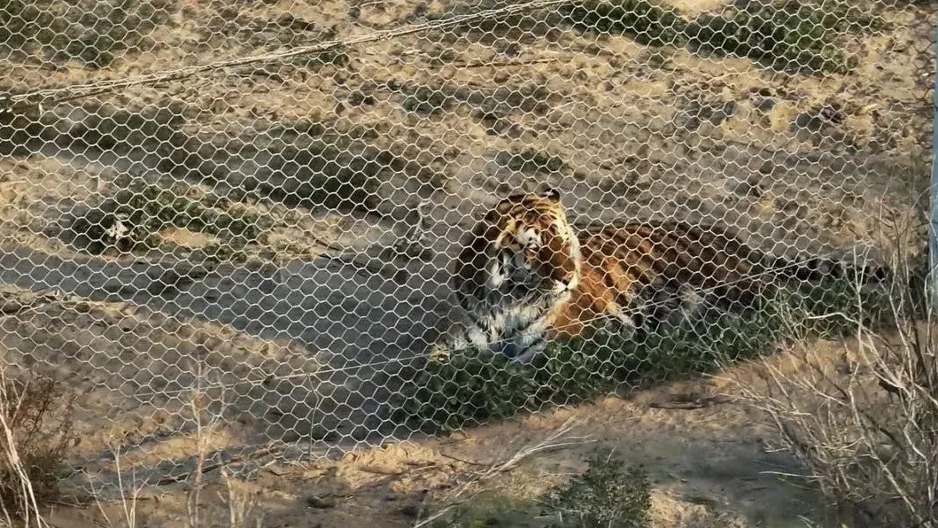 Continuation of the post Russia transferred four Amur tigers to Kazakhstan - Series Amur Tiger 2, Amur tiger, Relocation, Kazakhstan, Wild animals, Tiger, Predatory animals, Cat family, Big cats, Soon everything will be, Reintroduction, Reply to post, MAX messenger (link), Longpost