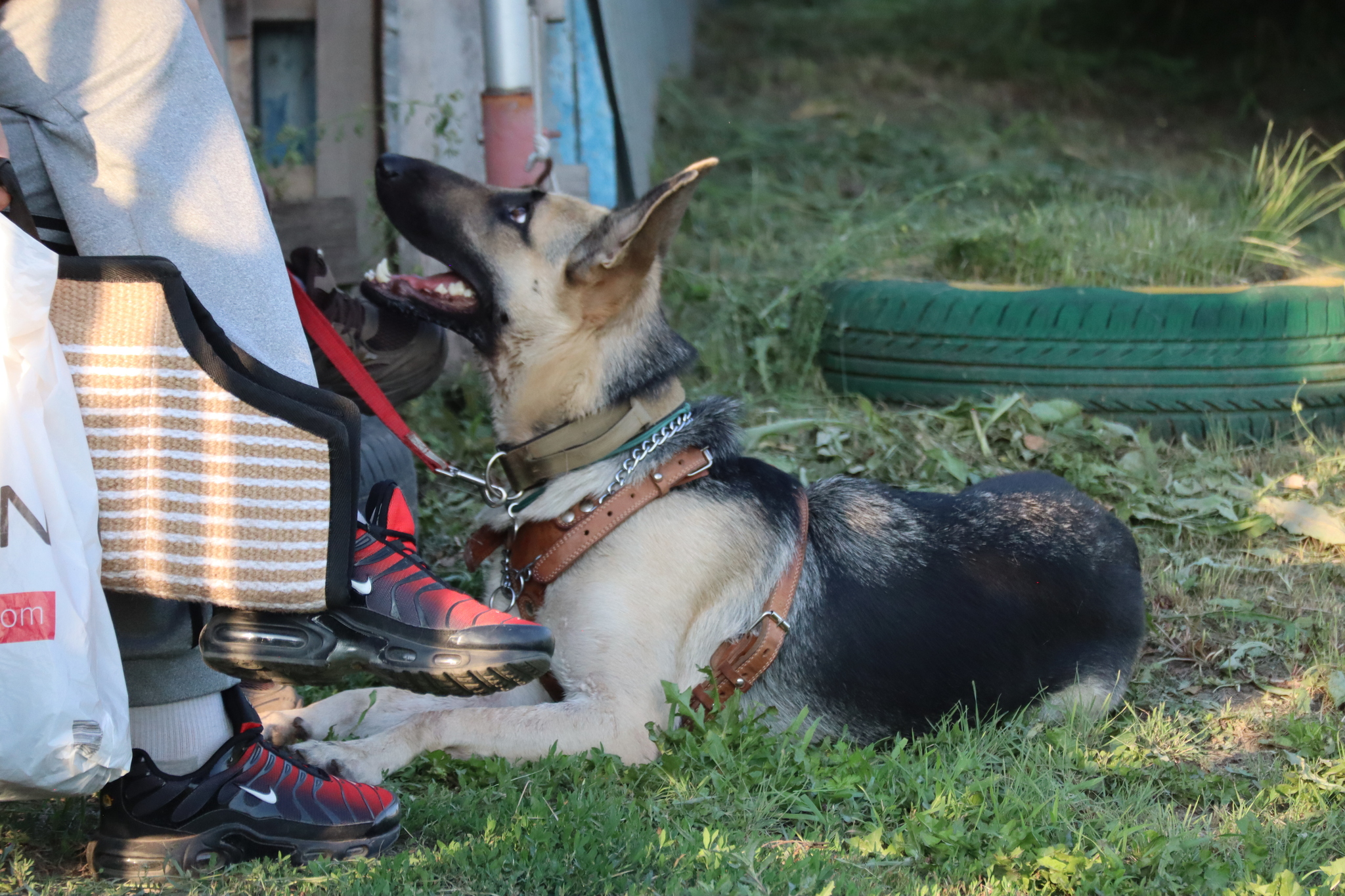 Dog training in Omsk - OCSSSS 07/29/2026 - Puppies, Friends, Omsk, Training, Г“Г±Г±Г±