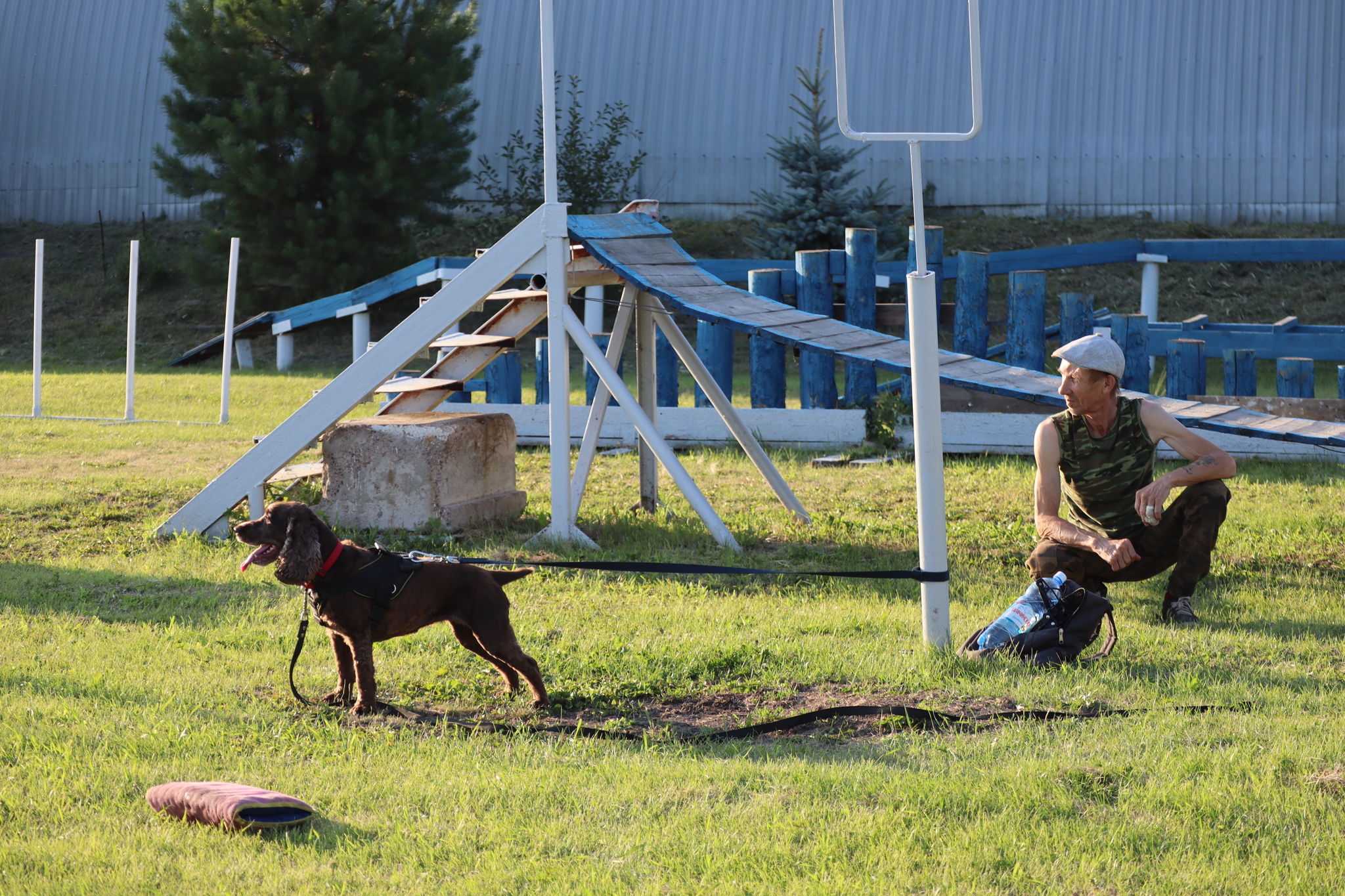 Dog training in Omsk - OCSSSS 07/29/2026 - Puppies, Friends, Omsk, Training, Г“Г±Г±Г±
