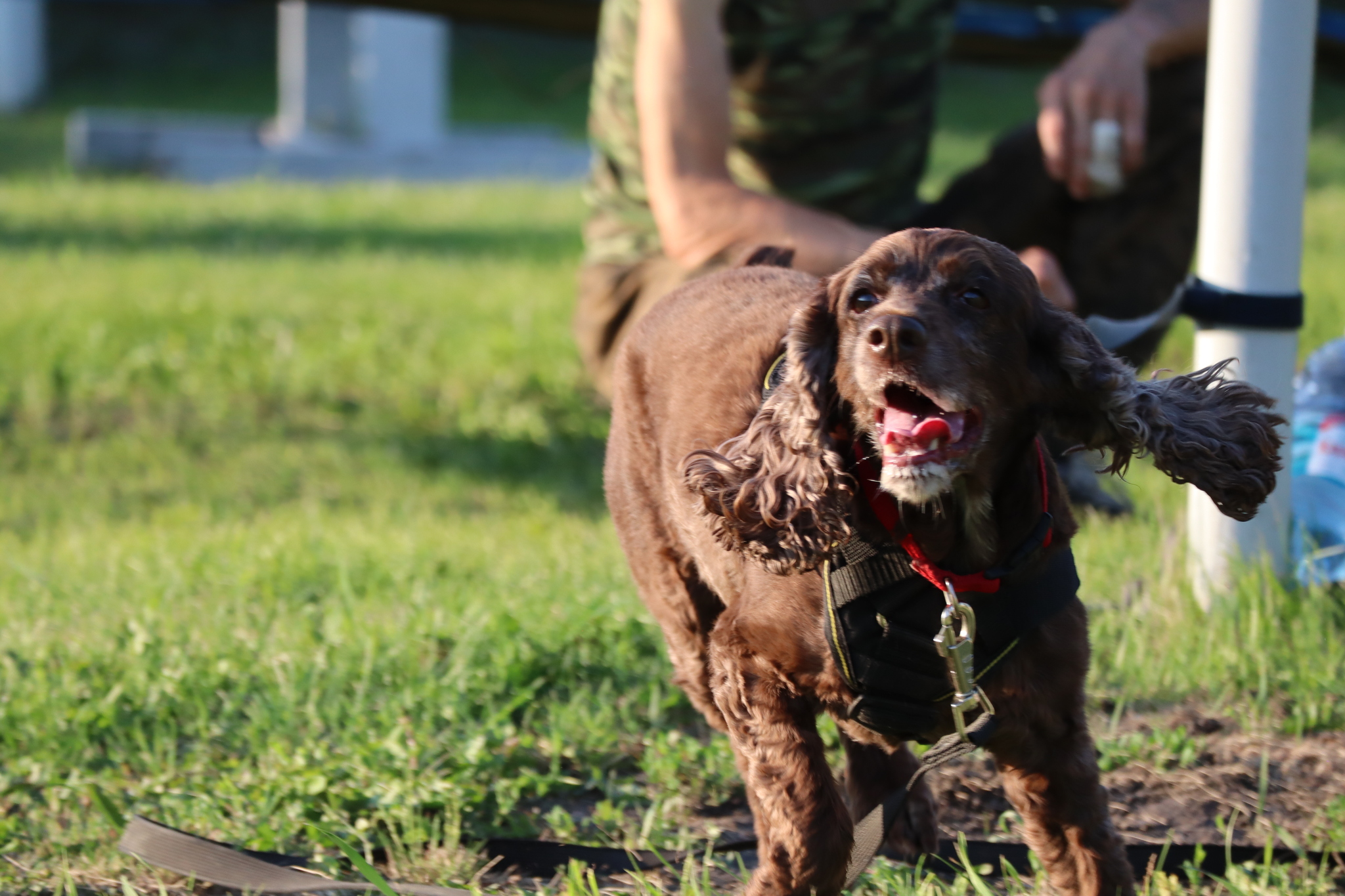 Dog training in Omsk - OCSSSS 07/29/2026 - Puppies, Friends, Omsk, Training, Г“Г±Г±Г±