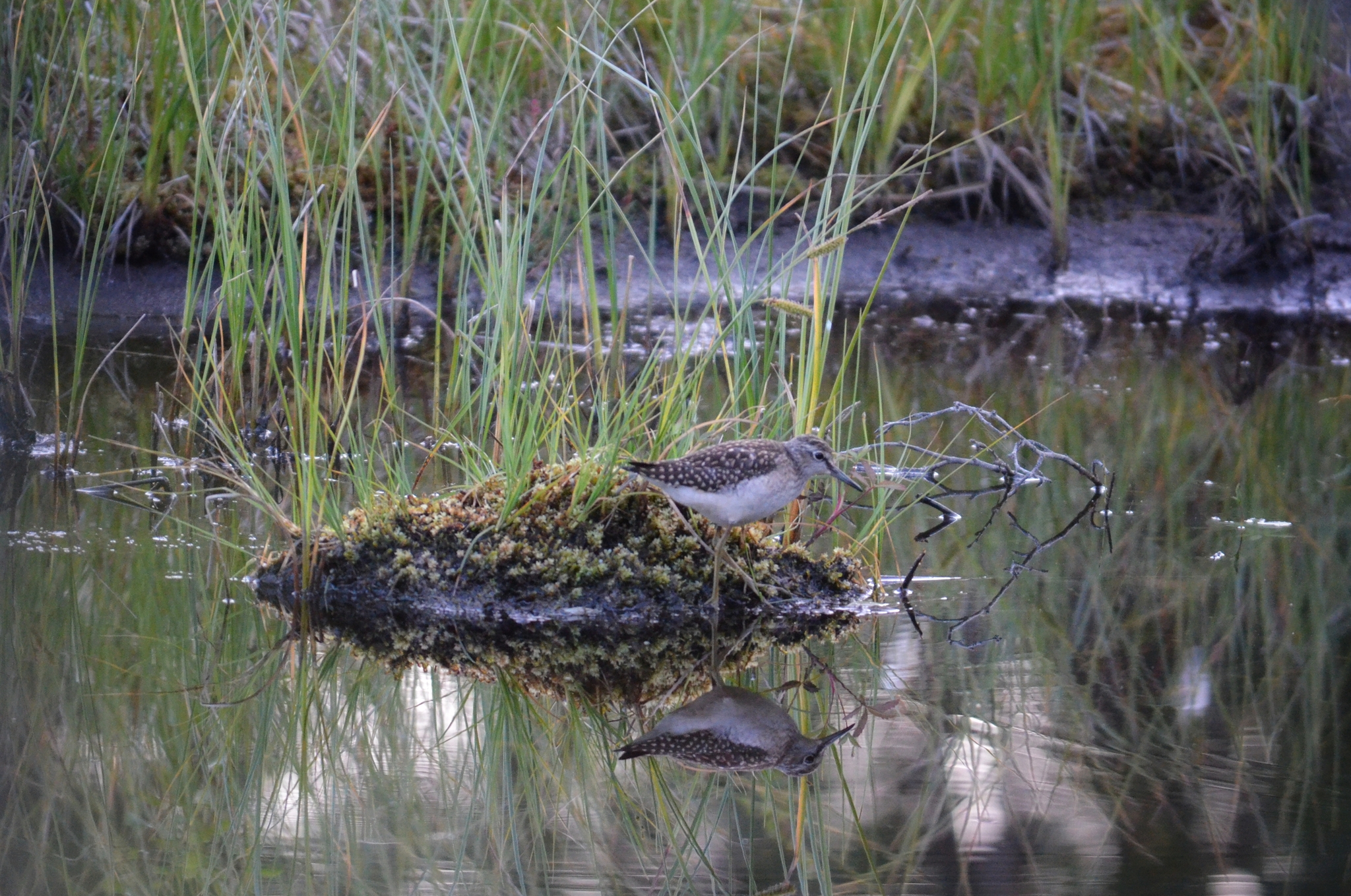 I was recently walking by the lake and came across this cute bird. - My, Wood sandpiper, Sandpiper, Birds, wildlife, North, Summer, Longpost