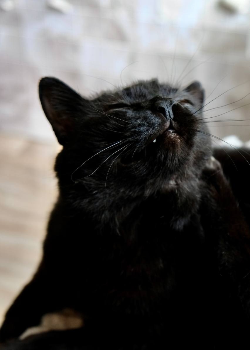 Black cat Barsik is looking for a home! Moscow, MO - My, The rescue, Moscow region, Animal Rescue, Shelter, Moscow, cat, Black cat, In good hands, No rating, Help, Helping animals, Animal shelter, Pets, Homeless animals, Good league, Longpost