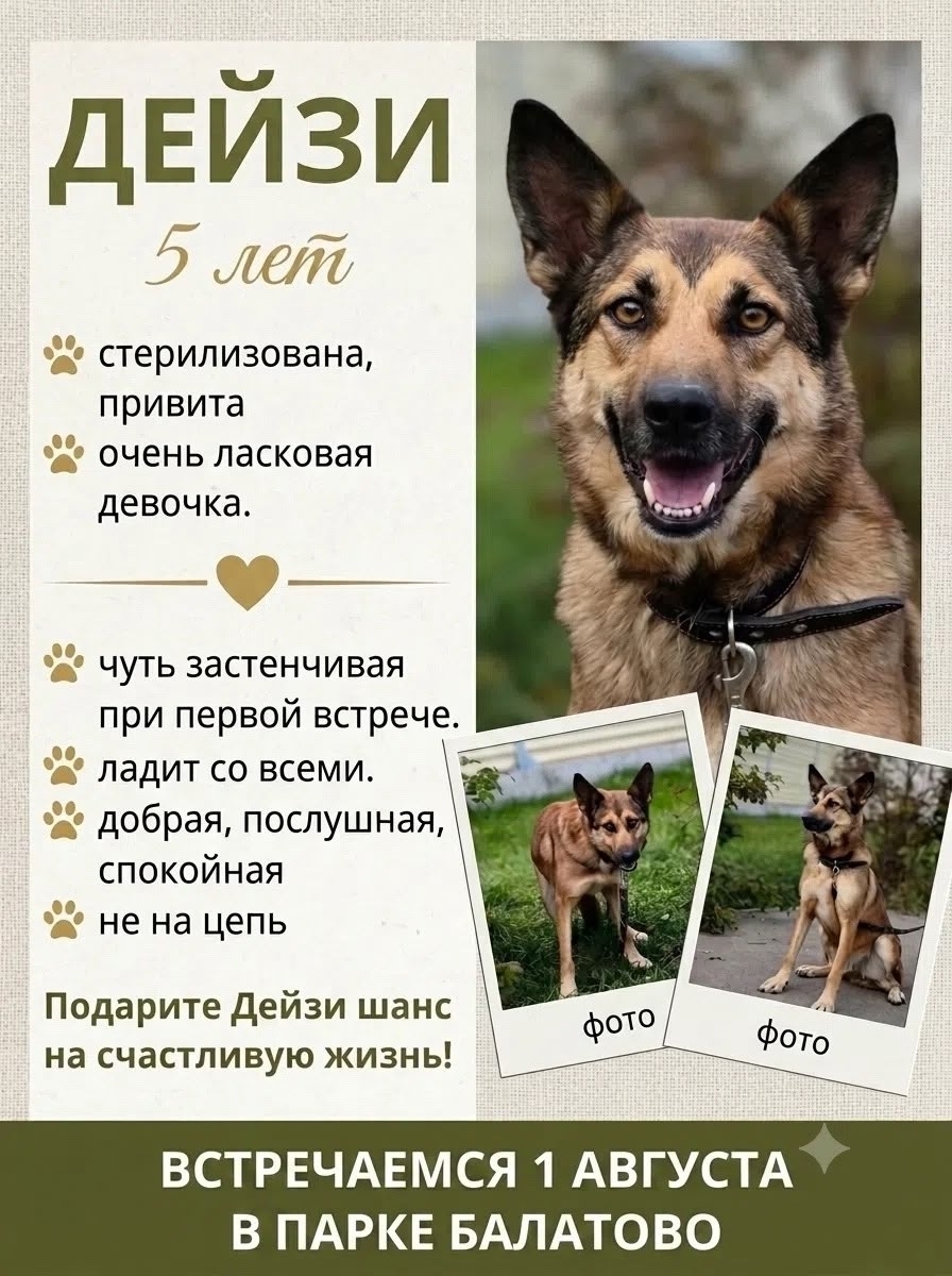 Tomorrow, August 1st, come to Balatovo Park – there will be a real celebration for those who are partial to tails and ears. - Series MP Perm trapping
, Shelter, Kindness, Overexposure, Volunteering, Dog, Dog lovers, Longpost