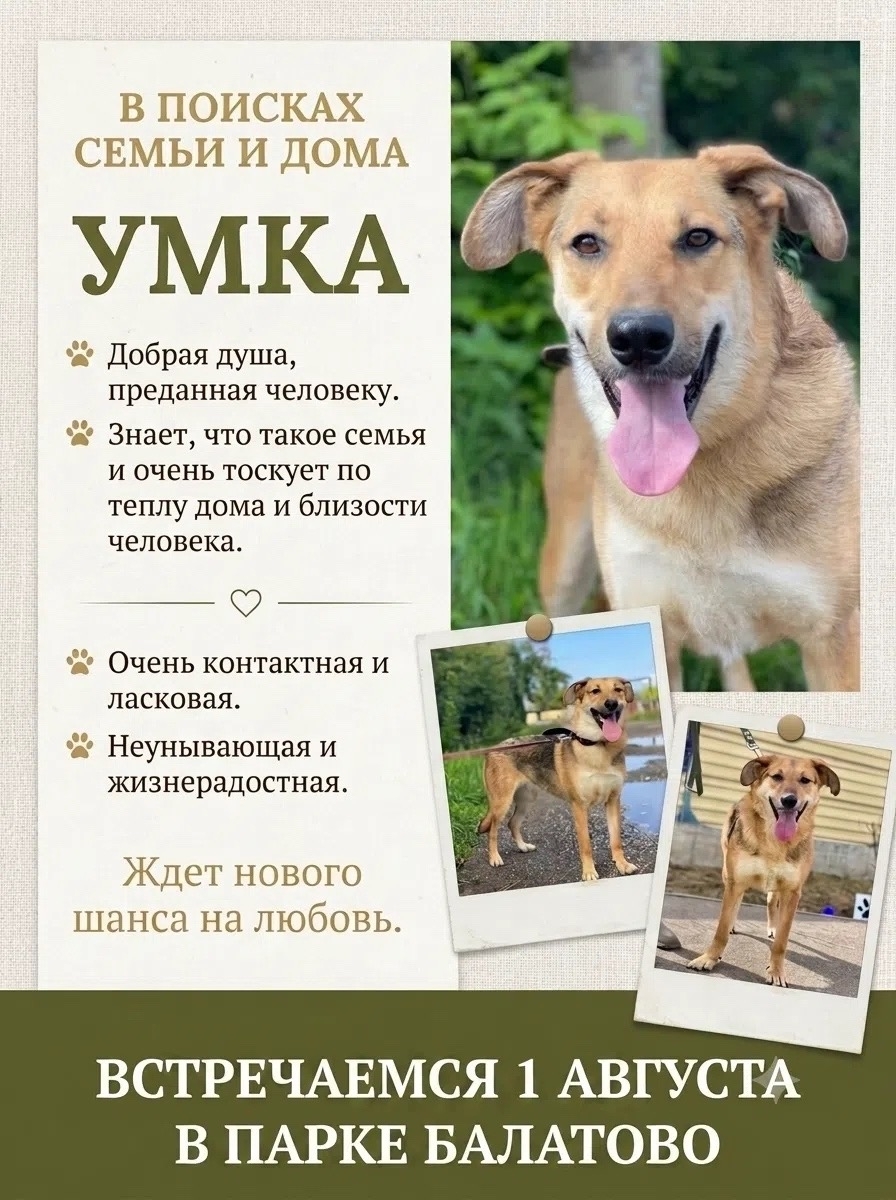 Tomorrow, August 1st, come to Balatovo Park – there will be a real celebration for those who are partial to tails and ears. - Series MP Perm trapping
, Shelter, Kindness, Overexposure, Volunteering, Dog, Dog lovers, Longpost
