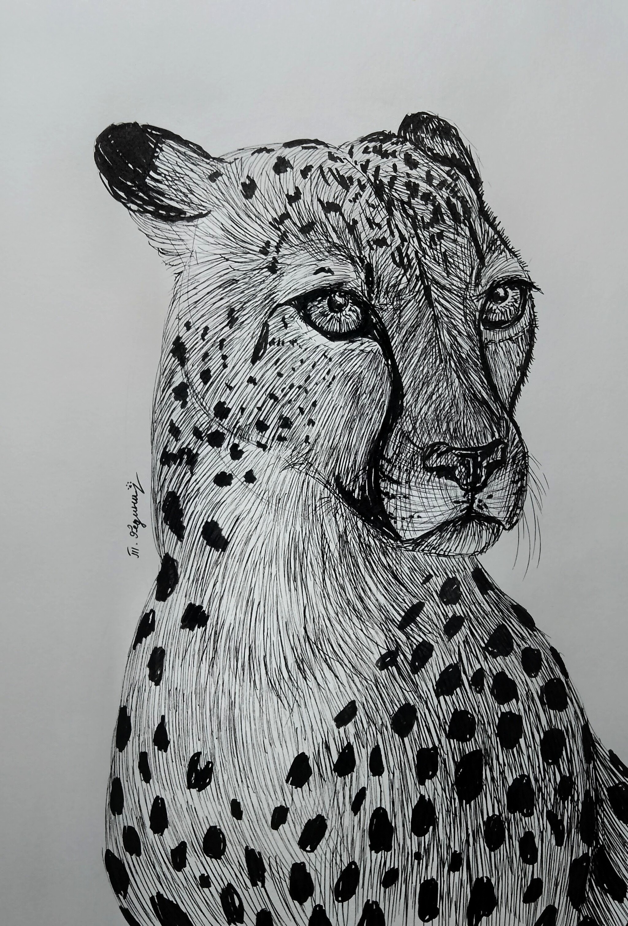 Cheetah (liner) - My, Art, Animalistics, Cheetah, Liner, Drawing, Traditional art