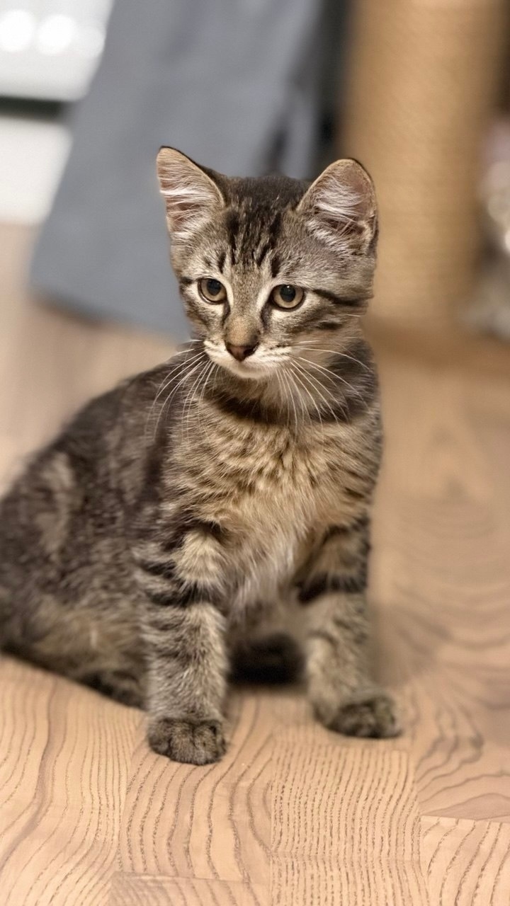 A kitten urgently needs a home; foster care is ending. St. Petersburg. - Series Cats in search of a home  St Petersburg  2026, No rating, In good hands, Good league, Animal Rescue, Saint Petersburg, cat, Kittens, Overexposure, Homeless animals, Helping animals, Cat lovers, Longpost