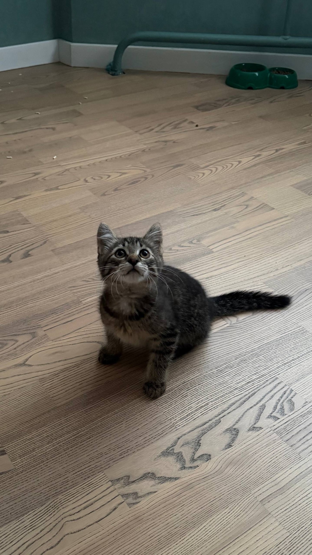 A kitten urgently needs a home; foster care is ending. St. Petersburg. - Series Cats in search of a home  St Petersburg  2026, No rating, In good hands, Good league, Animal Rescue, Saint Petersburg, cat, Kittens, Overexposure, Homeless animals, Helping animals, Cat lovers, Longpost