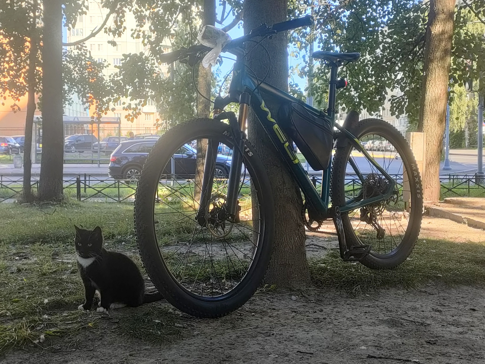 While one cat was eating a pouch-pouch, the other was inspecting my bike. - My, Milota, Animals, Homeless animals, cat, A bike, Cyclist, Mtb, Fat cats, Shimano, Cat family, Purring, Welt