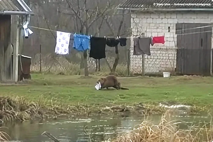 In Poland, a beaver has taken to stealing underwear from a local resident. - Pavel Glazkov, Each creature has a pair, Moscow, Beavers, Metro newspaper