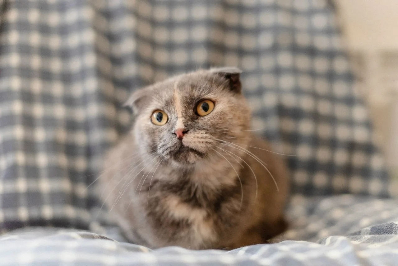 The cat is looking for its home - My, cat, In good hands, Cat lovers, Homeless animals, Animal shelter, Good league, Helping animals, No rating, Saransk, Longpost