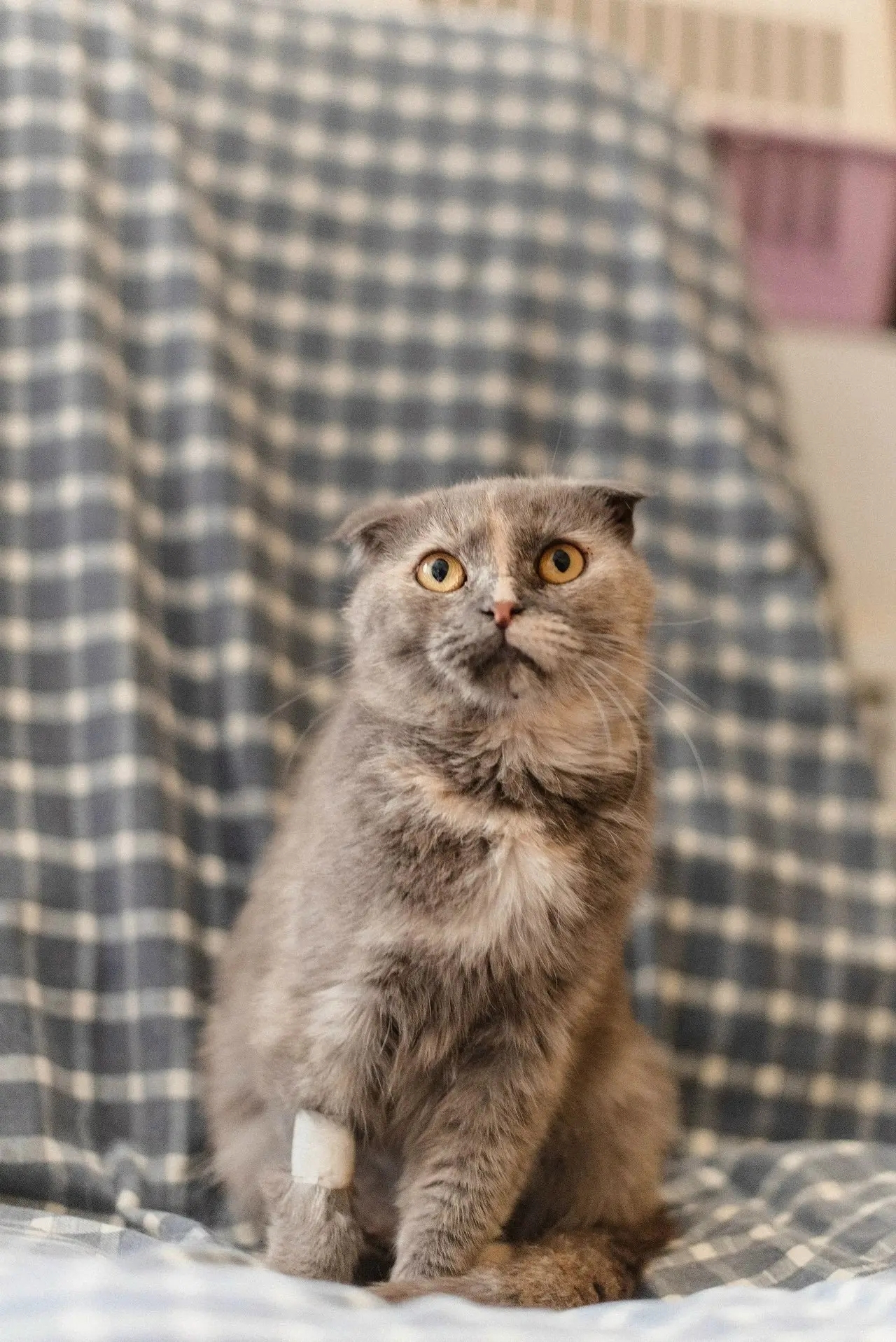 The cat is looking for its home - My, cat, In good hands, Cat lovers, Homeless animals, Animal shelter, Good league, Helping animals, No rating, Saransk, Longpost