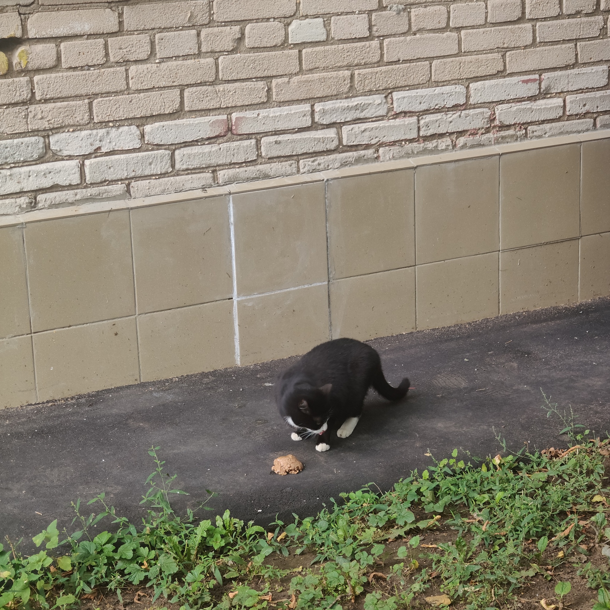 They respond with pleasure to the magical kiss-kiss) - Series I feed cats on the street, My, cat, Homeless animals, Cat lovers, Helping animals