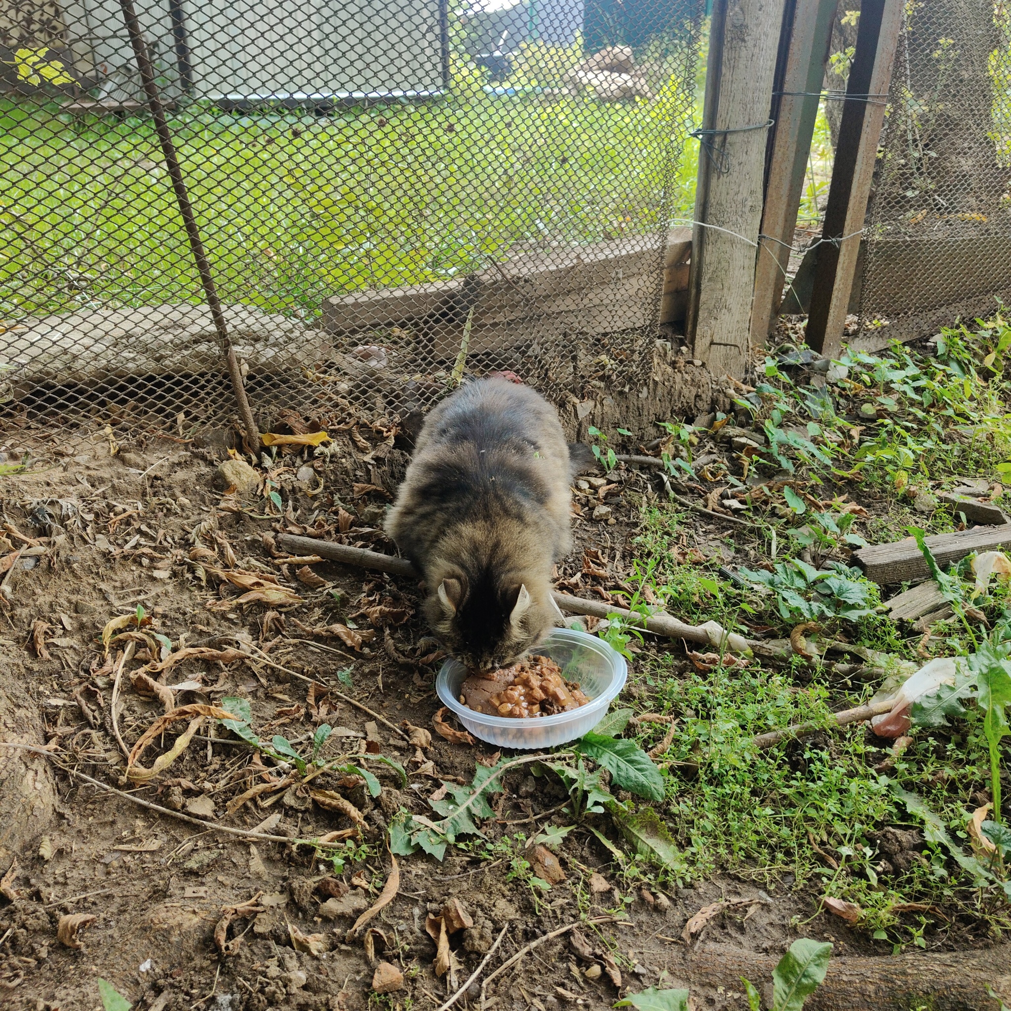 They respond with pleasure to the magical kiss-kiss) - Series I feed cats on the street, My, cat, Homeless animals, Cat lovers, Helping animals
