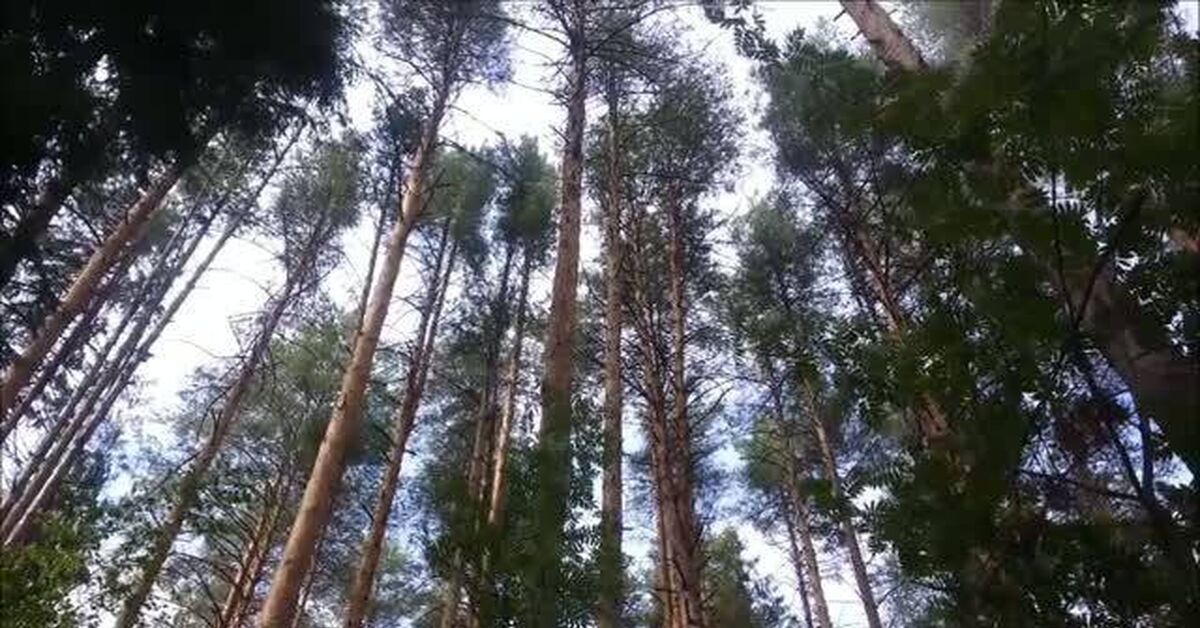 Forest in August - My, Rutube, Nature, Travels, Vetluga, Video