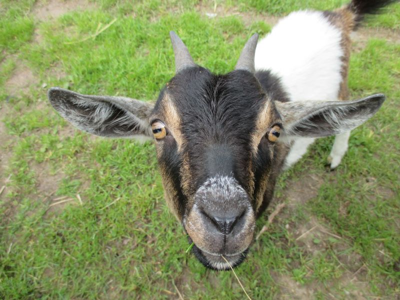 Why does a goat have a rectangular pupil? - Goat, Pupils, Animals, Wild animals, Artiodactyls, Ungulates, Mammals, Zen, Yandex Zen, Yandex Zen (link), Longpost