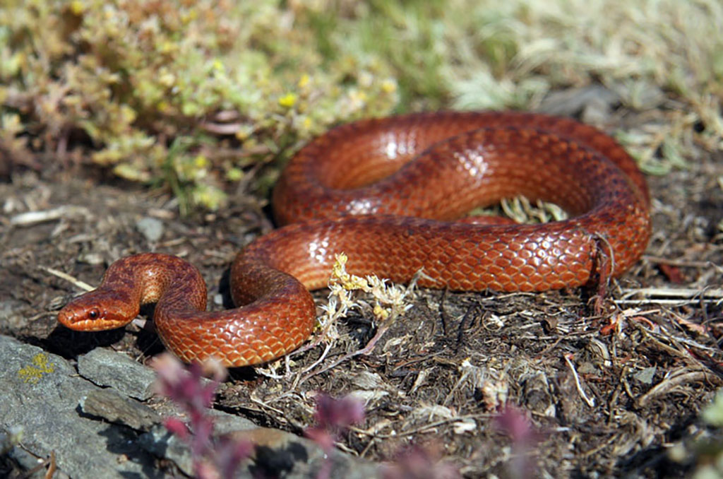 Grass snake, adder, copperhead and slow worm: which is poisonous and which is not even a snake - Snake, I, Reptiles, Animals, Wild animals, Zen, Yandex Zen, Yandex Zen (link), Longpost