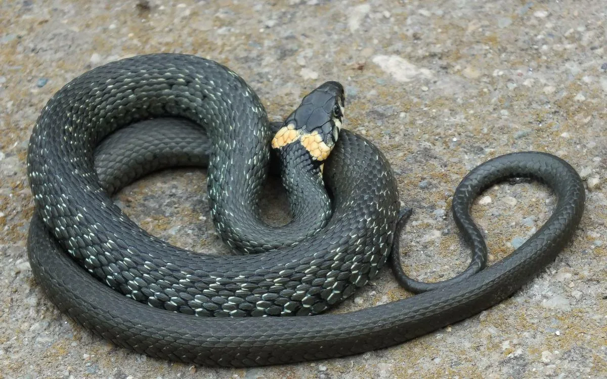 Grass snake, adder, copperhead and slow worm: which is poisonous and which is not even a snake - Snake, I, Reptiles, Animals, Wild animals, Zen, Yandex Zen, Yandex Zen (link), Longpost