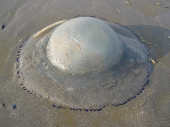 Jellyfish of the Black and Azov Seas: the Rhizostoma, the Aurelia, and the Ctenophora – who stings? - Jellyfish, Black Sea, Marine life, Ocean, Water, Animals, Wild animals, Zen, Yandex Zen, Yandex Zen (link), Longpost