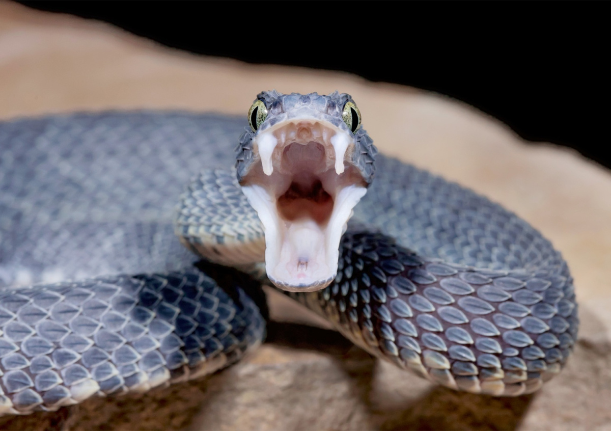 Grass snake, adder, copperhead and slow worm: which is poisonous and which is not even a snake - Snake, I, Reptiles, Animals, Wild animals, Zen, Yandex Zen, Yandex Zen (link), Longpost