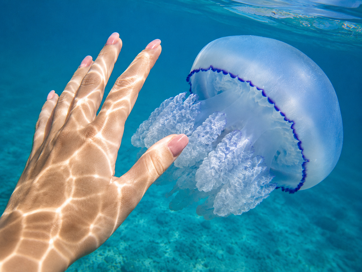 Jellyfish of the Black and Azov Seas: the Rhizostoma, the Aurelia, and the Ctenophora – who stings? - Jellyfish, Black Sea, Marine life, Ocean, Water, Animals, Wild animals, Zen, Yandex Zen, Yandex Zen (link), Longpost