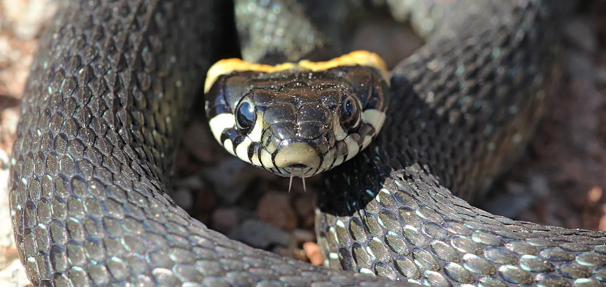 Grass snake, adder, copperhead and slow worm: which is poisonous and which is not even a snake - Snake, I, Reptiles, Animals, Wild animals, Zen, Yandex Zen, Yandex Zen (link), Longpost