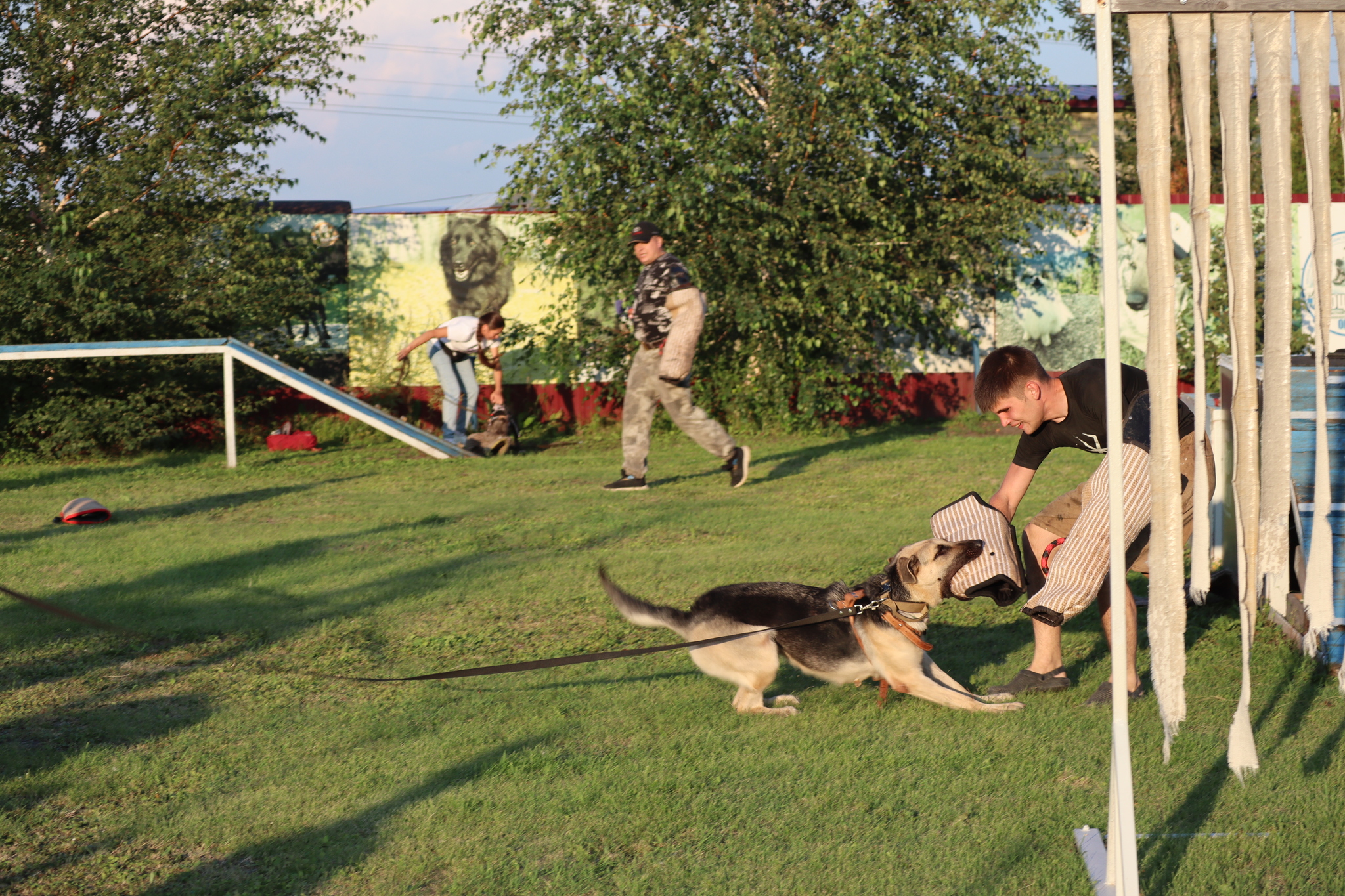 Dog training in Omsk - OCSSSS 07/29/2026 - Puppies, Friends, Omsk, Training, Г“Г±Г±Г±