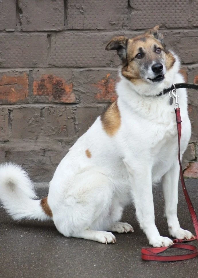 Last chance for Amurka - Series Dogs and puppies looking for a home, Overexposure, Shelter, Volunteering, In good hands, Good league, Good deeds, Homeless animals, Charity, Moscow region, Kindness, Moscow, Dolgoprudny, Dog, Dog lovers, Longpost