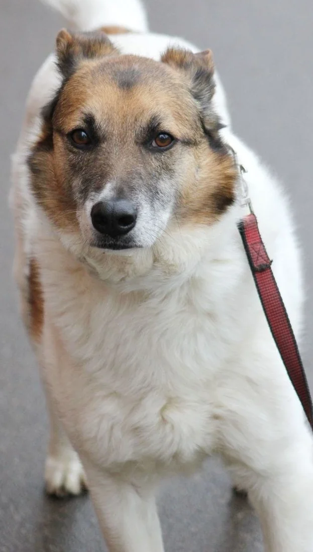 Last chance for Amurka - Series Dogs and puppies looking for a home, Overexposure, Shelter, Volunteering, In good hands, Good league, Good deeds, Homeless animals, Charity, Moscow region, Kindness, Moscow, Dolgoprudny, Dog, Dog lovers, Longpost