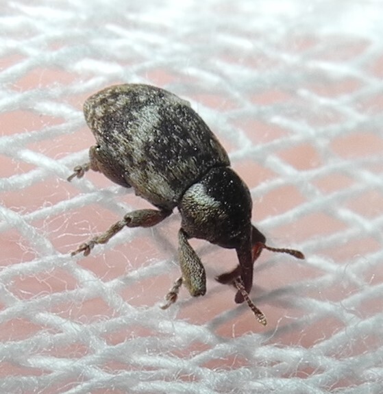 Pachytychius sparsutus