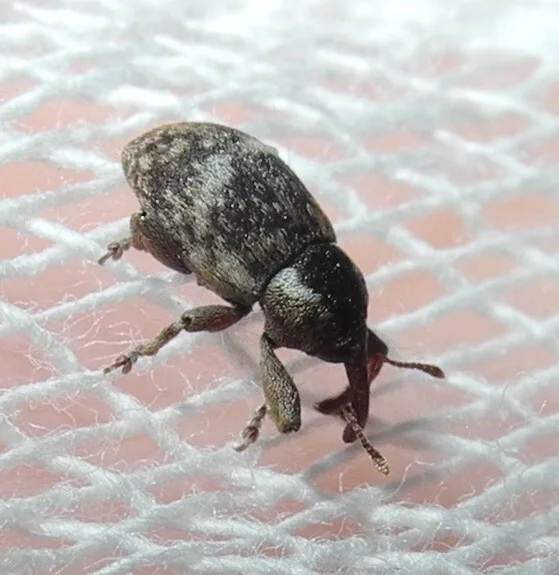 Pachytychius sparsutus - Series Small beauties of nature, My, Nature, In the animal world, Arthropods, Insects, The nature of Russia, Rare view, Photo hunting, Macro photography, Жуки, Weevil, Biology, wildlife, Entomology