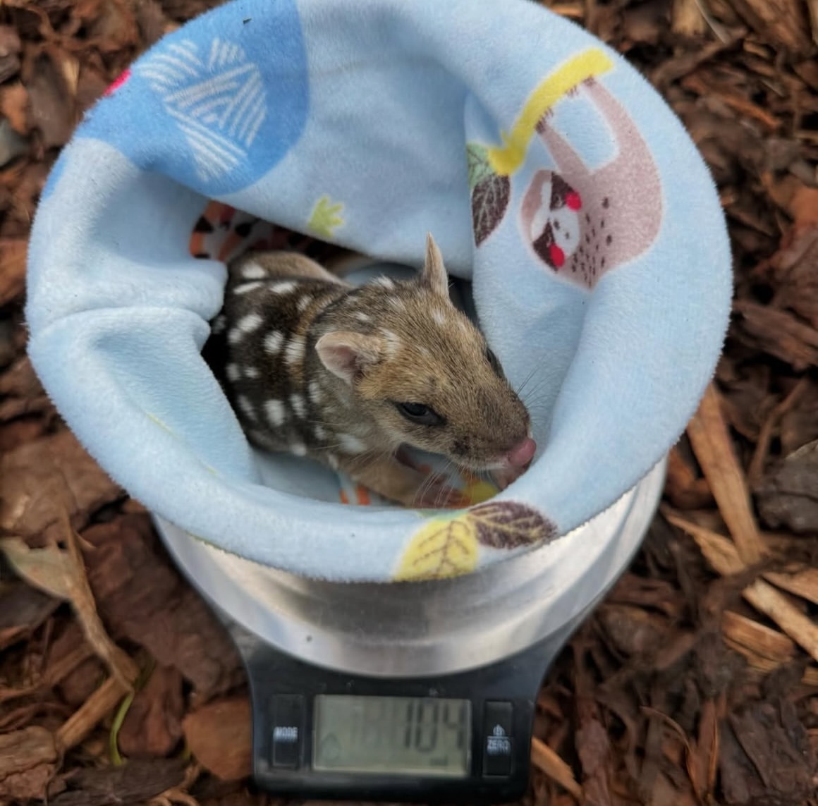 Spotted quolls - Young, Marsupials, Predatory animals, Wild animals, wildlife, Tasmania, The photo, Longpost