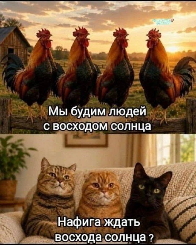 Cockerels and cats - Neural Network Content, From the network, Sunrise, Awakening, Rooster, Fat cats